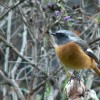 【岐阜県博物館】ジョウビタキ
