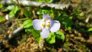 【岐阜県博物館】百年公園の植物