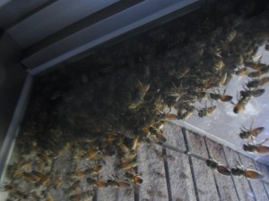 【窓ガラスに集まったニホンミツバチの群れ（5月18日）】