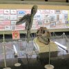 2月10日(金)「古生物の復元画~小田 隆の世界~」の内覧会を開催しました