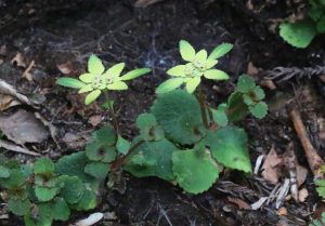 ヒダボタン(地名が名についた植物)