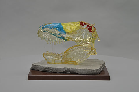 ティラノサウルスの透明頭骨モデル