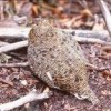 【岐阜県博物館】ライチョウ