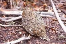 【岐阜県博物館】ライチョウ