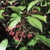 【岐阜県博物館】カナメモチ 金華山